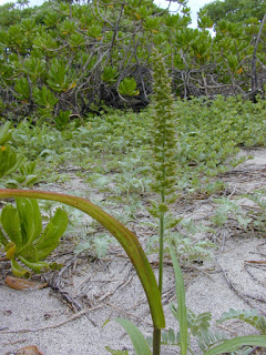 apegalós, herba pegalosa, apegalosa, que se apegue mol a la roba, sobre tot als calsetíns. pegalosille, setaria verticillata,  pegalosilla