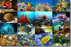 coral-reef-pictures