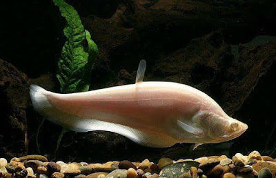 Ikan Belida Albino