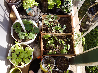 Desk drawer + Cut and Come Again lettuce