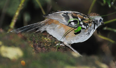 Australian Logrunner (Orthonyx temminckii)