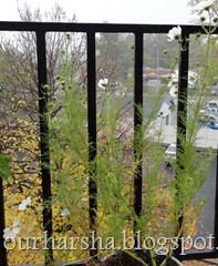 White Cosmos Plant (11)