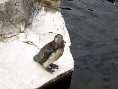 manchot , Humboldt ,,péruvien, ,Patranca, Spheniscus humboldti, Humboldt Penguin, Peruvian Penguin, Chilean Penguin, Jackass Penguin, Pingüino de Humboldt, Pájaro niño  ,Patranca  , ), pingwin peruwiański, Pinguino di Humboldt, Гумбольдтов пингвин, ンボルトペンギン, 秘鲁企鹅,louisette, blogs,