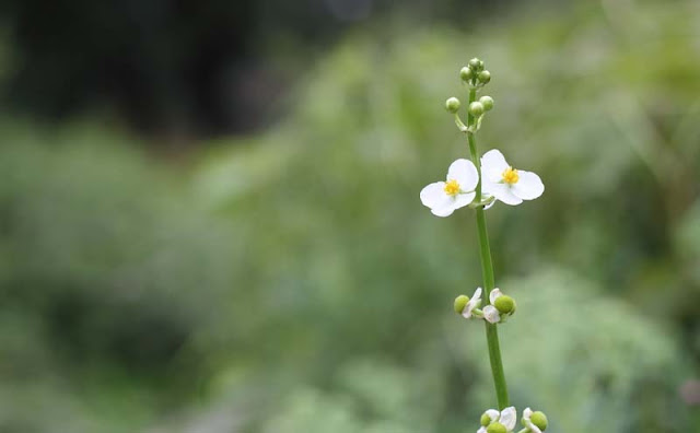 Broadleaf Arrowhead Flowers Pictures