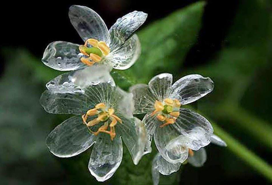 美しい花の画像 これまでで最高の濡れる と 透明 に なる 花