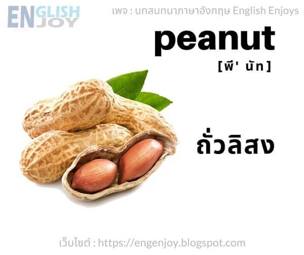 คําศัพท์ภาษาอังกฤษ ผัก - Peanut (ถั่วลิสง)_Vegetables