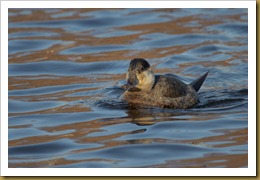 Ruddy Duck