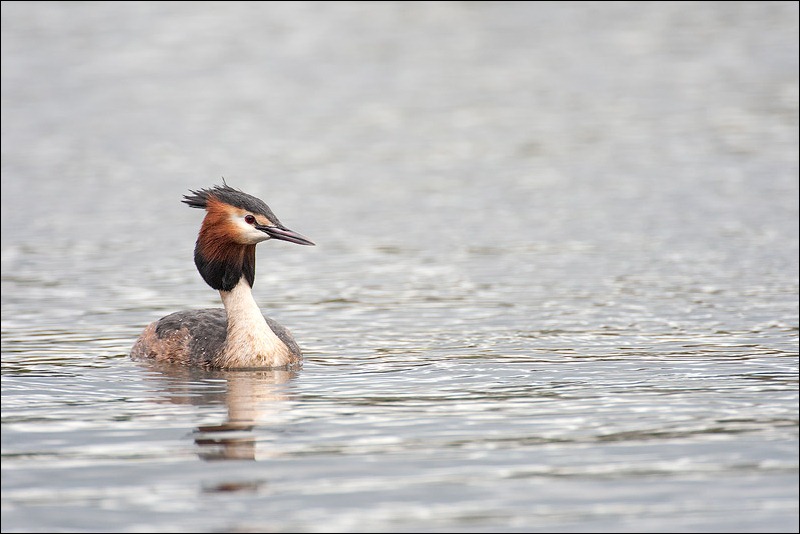 Great Crested Grebe