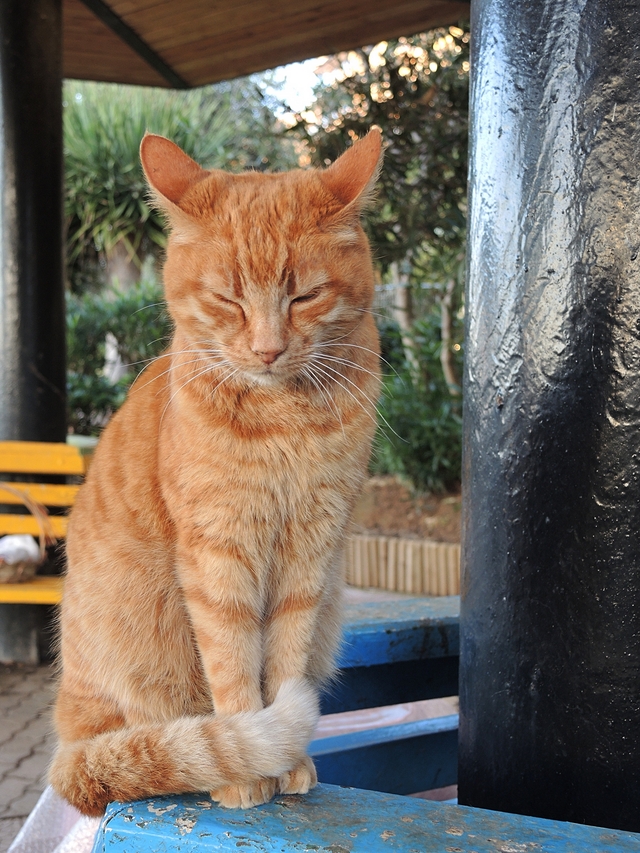 Malta: het kattenparkje in Sliema