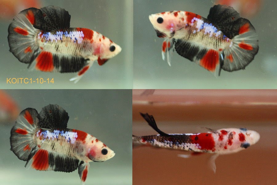 Bettazone: Betta of the week : Koi tancho