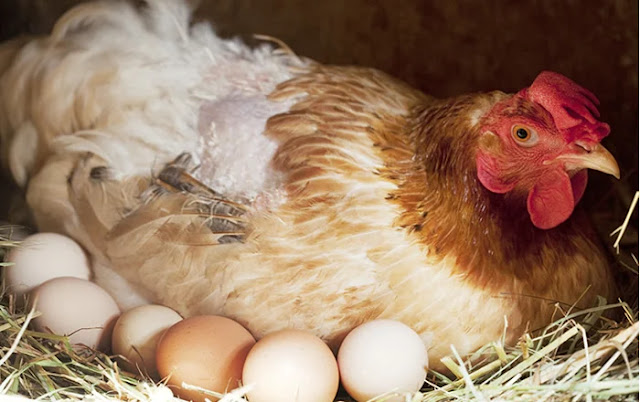 When Do Chickens Start Laying Eggs After Winter?