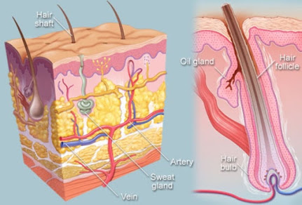 The hair follicles and hair bulbs