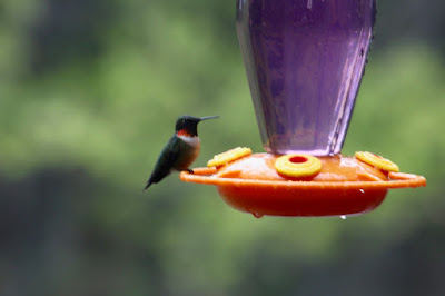 ruby-throated hummingbird male