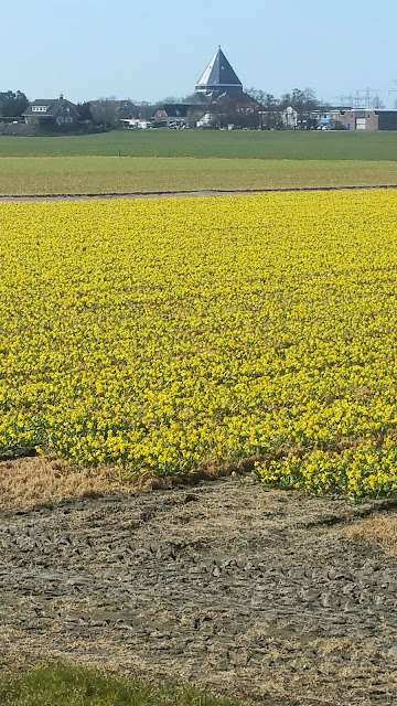 Rooversbroekdijk in Lisse