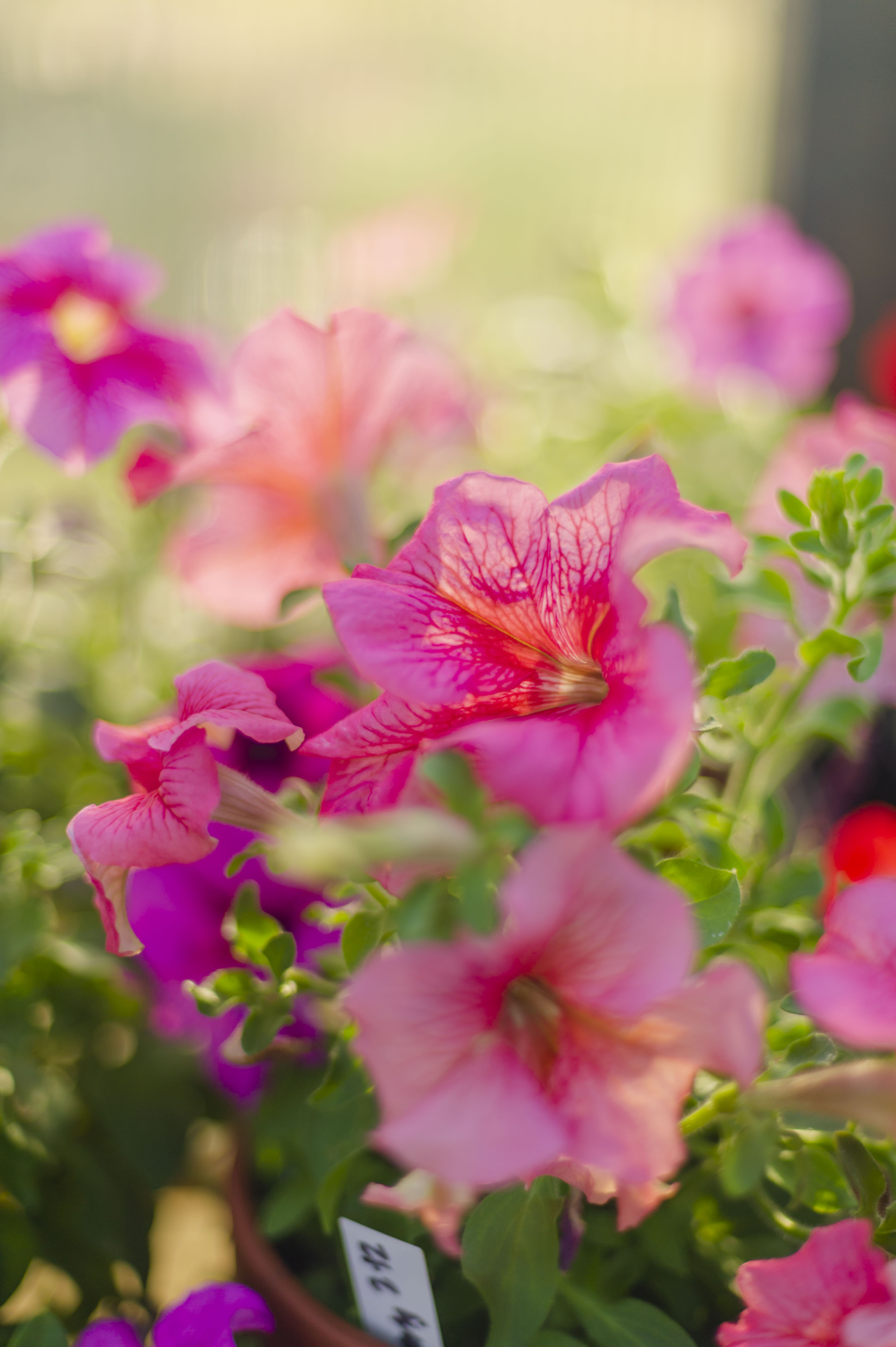 Petunias in the Greenhouse