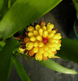 Aechmea calyculata flor amarilla