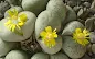 Lithops francisci