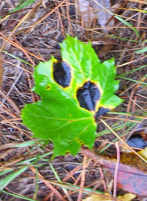 tar spot fungus on maple