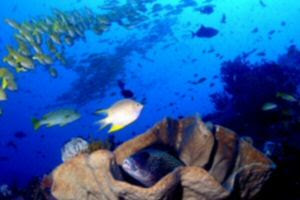 Tasik Ria Dive Resort
