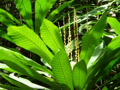 Leaf litter plant (Agrostistachys longifolia)