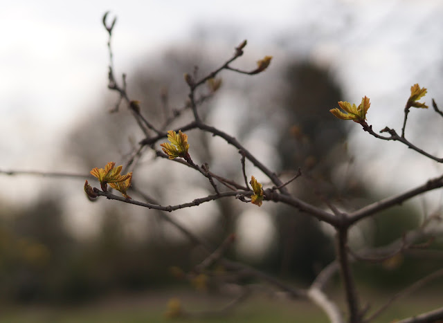 evening Norfolk countryside in April