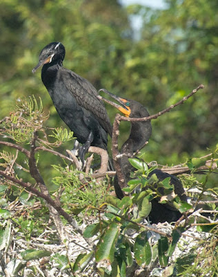 Double-crested and Neotropic Cormorant