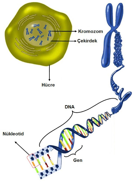 8.Sınıf DNA ve Genetik Kod Konu Anlatımı