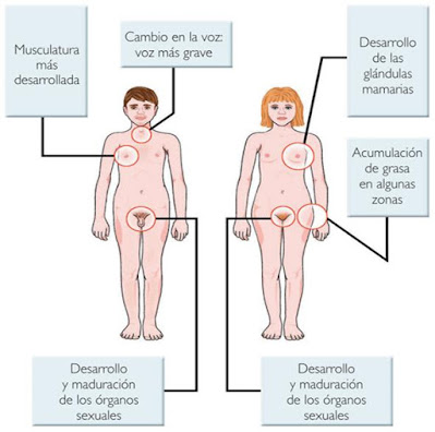 http://www.juntadeandalucia.es/averroes/centros-tic/41009470/helvia/aula/archivos/repositorio/0/194/html/recursos/la/U04/pages/recursos/143315_P48/es_carcasa.html