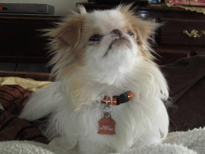 Japanese Chin Puppy Pictures