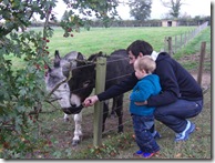 donkeys competition