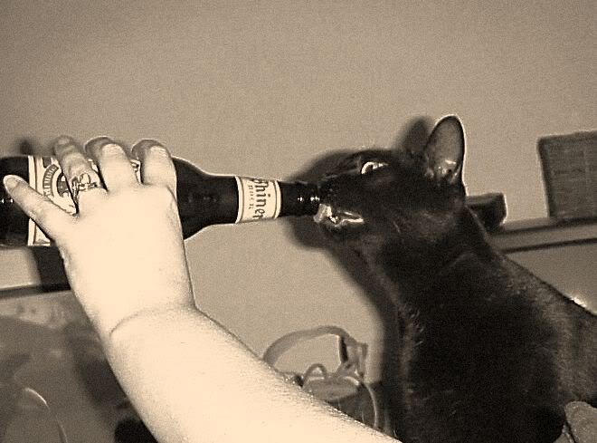 Beer For Kitty