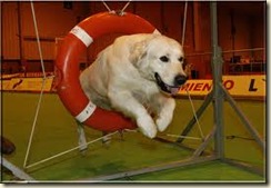cuidados de perros