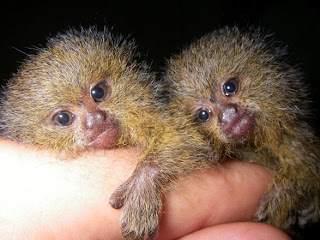 pygmy marmoset