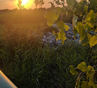 sunset and plants