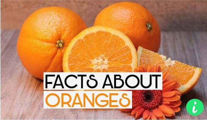10 Fun Facts About Oranges | Benefits of Oranges - InfoHifi
