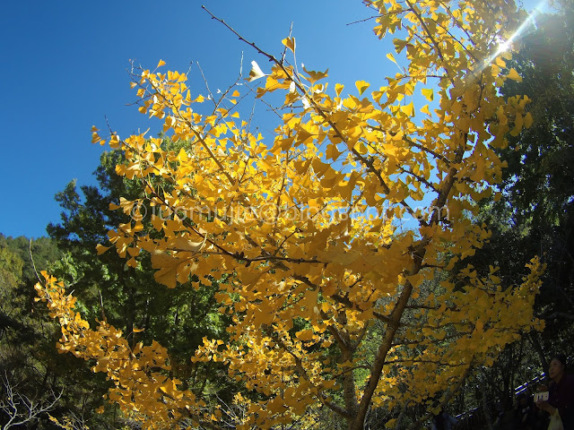 Wuling Farm maple autumn foliage