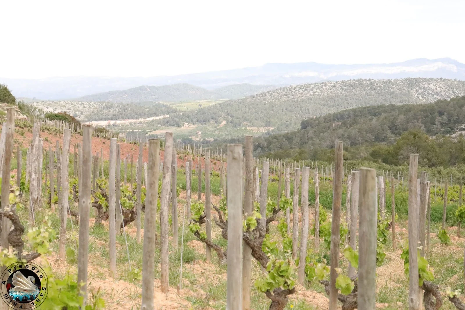 Visite et dégustation de vins à Vinyes Domènech - Capçanes