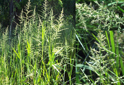 Carrizo (Hymenachne grumosa)