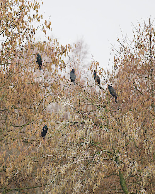 Kormorane im Schlafbaum. Der Vogelkot hat die Zweige teilweise weiß gefärbt.