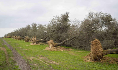 Xylella fastidiosa