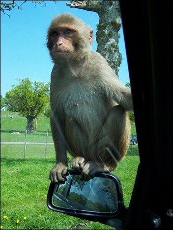 safari park