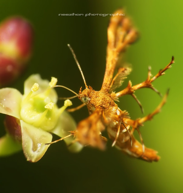 Plume Moth - A thorny orange white moth