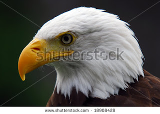 Eagle Bird Pictures