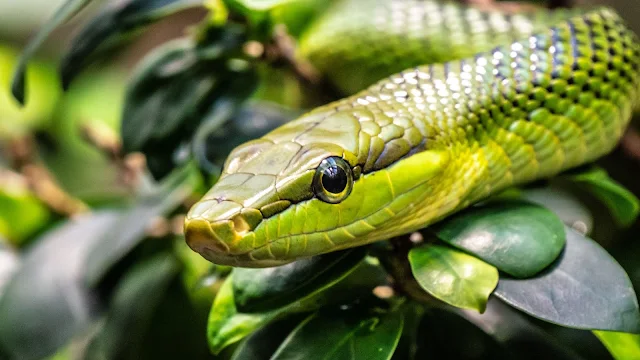 Green Snake, Reptile, Nature