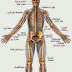 معلومات هامة عن جسم الأنسان هل تعلم أن ؟ 