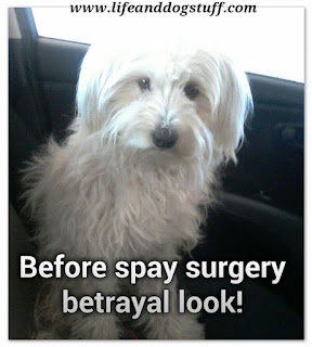 Fluffys look of betrayal before spay surgery.