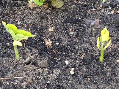 green bean seedlings