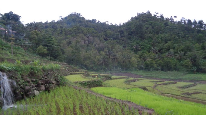 Foto alam persawahan 