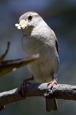 "House Sparrow - Passer domesticus, with fragrant flowers for its nest."