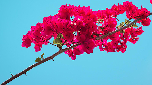 Bushes with thorns include bougainvillea